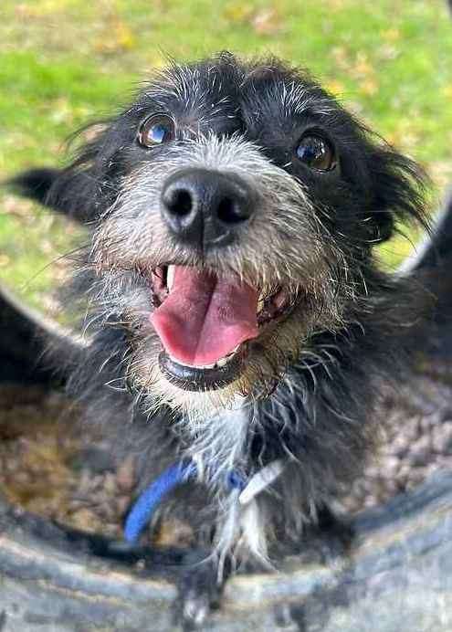 Barney the chihuahua and Jack Russell mix. Picture: Last Chance Animal Rescue