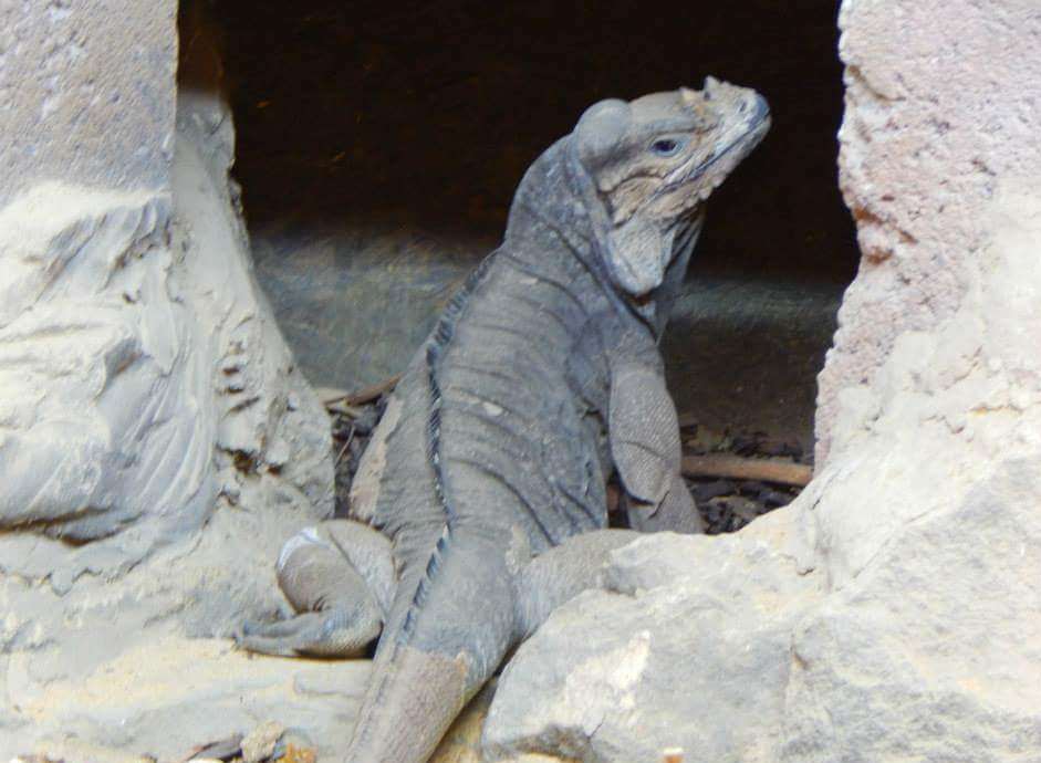 Greg Reeves' rhinoceros iguana Boudica