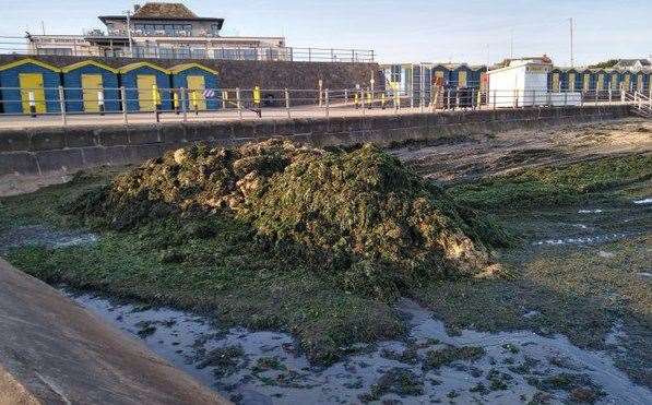 Seaweed is a perennial problem along many parts of our coastline with its stench something to behold