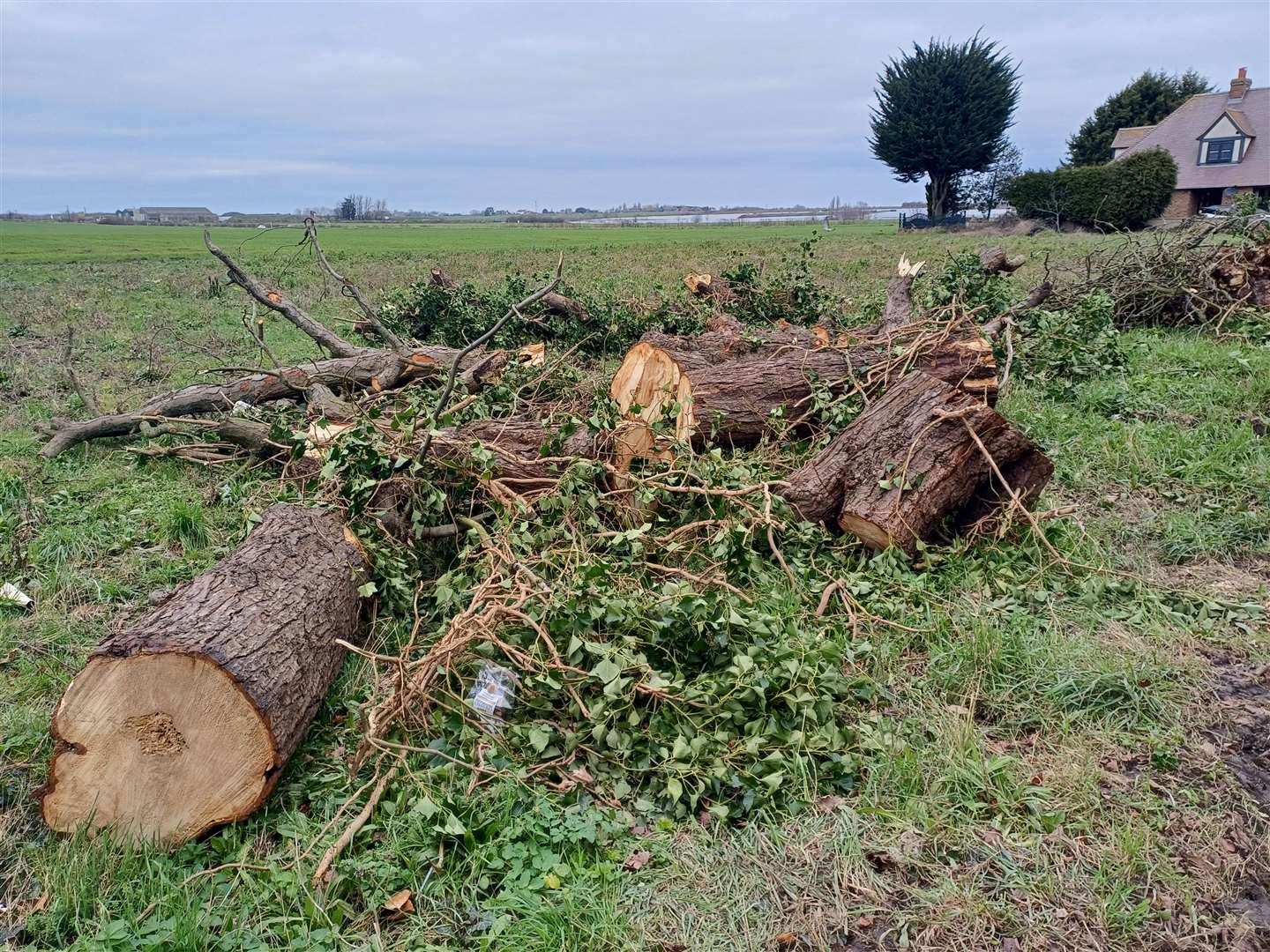 Part of the trunk was removed by a nearby farmer and left in a field