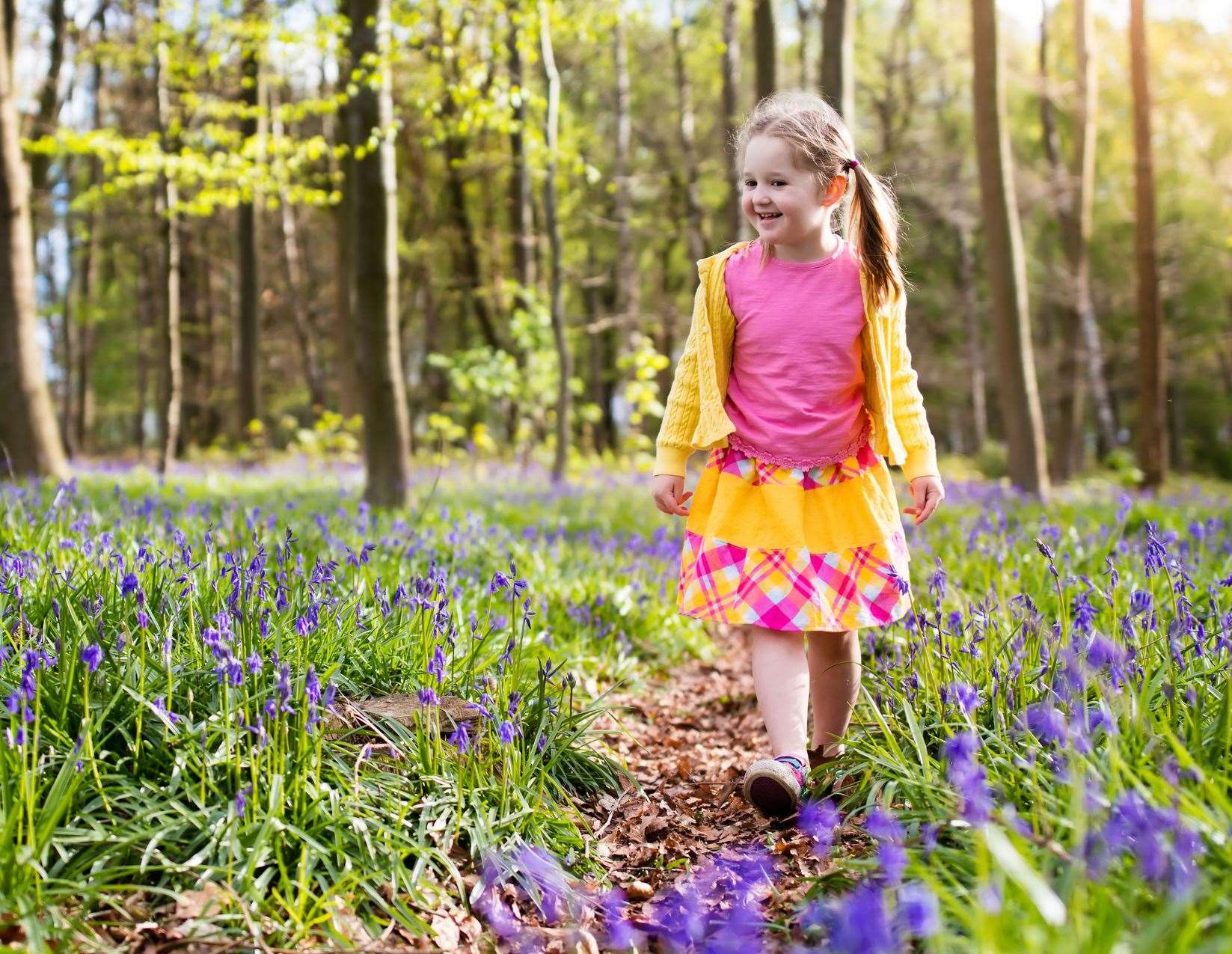 Bluebells are protected