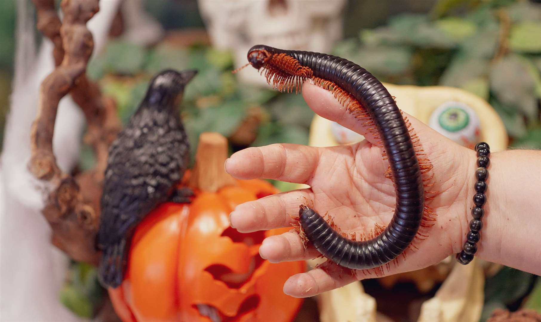 This October half term, kids go free and can enjoy lots of Halloween-themed activities. Picture: Howletts