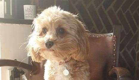 Primrose went missing from Roseacre Lane, Bearsted. Picture: Dan Walker.