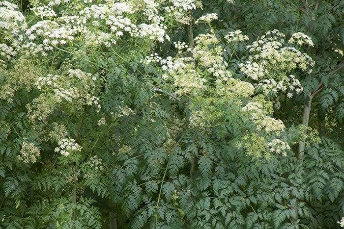 Hemlock can kill in less than three hours if eaten