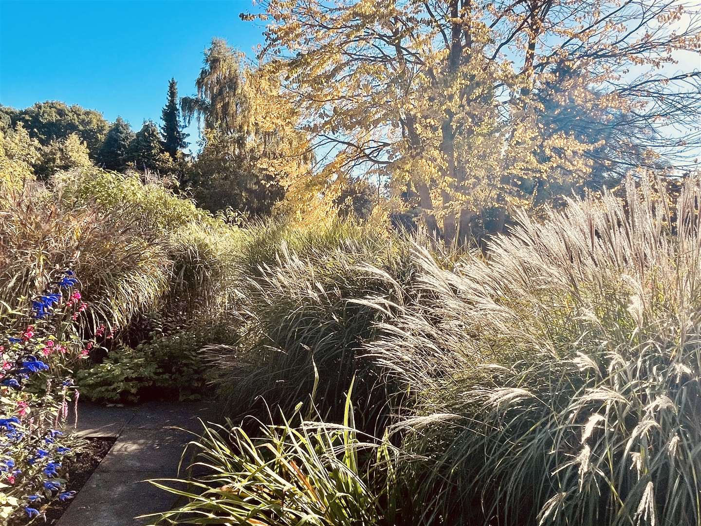 Great Comp Garden is known for its unusual flowers and shrubs that cover the grounds. Picture: Vikki Rimmer