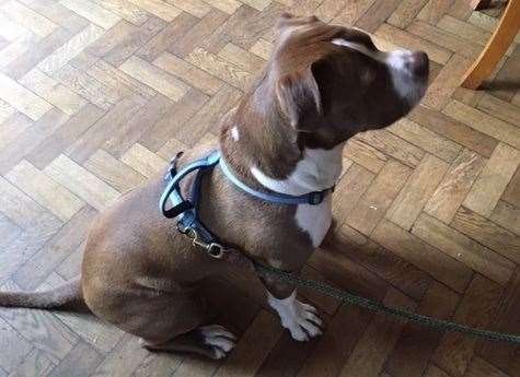 Showing just how well his training is going, 11-month old Creed was happy to sit obediently while he waited for his water bowl to be delivered