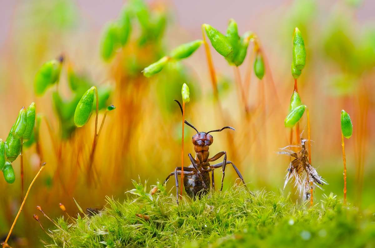 Ant Plant Guard was the winner in the welcoming gardening wildlife category (Serhii Miroshnyk/RHS/PA)