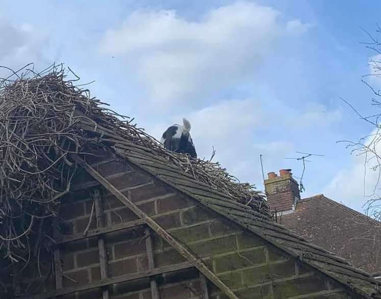 Michaela Izzard said: "Don't mind my Ukrainian rescue taking a dump on my shed roof."