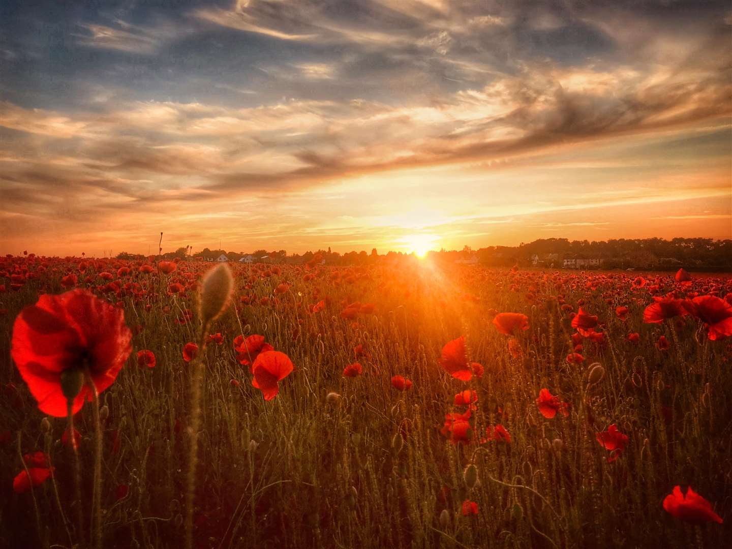 A poppy field captured by Jean Fernand