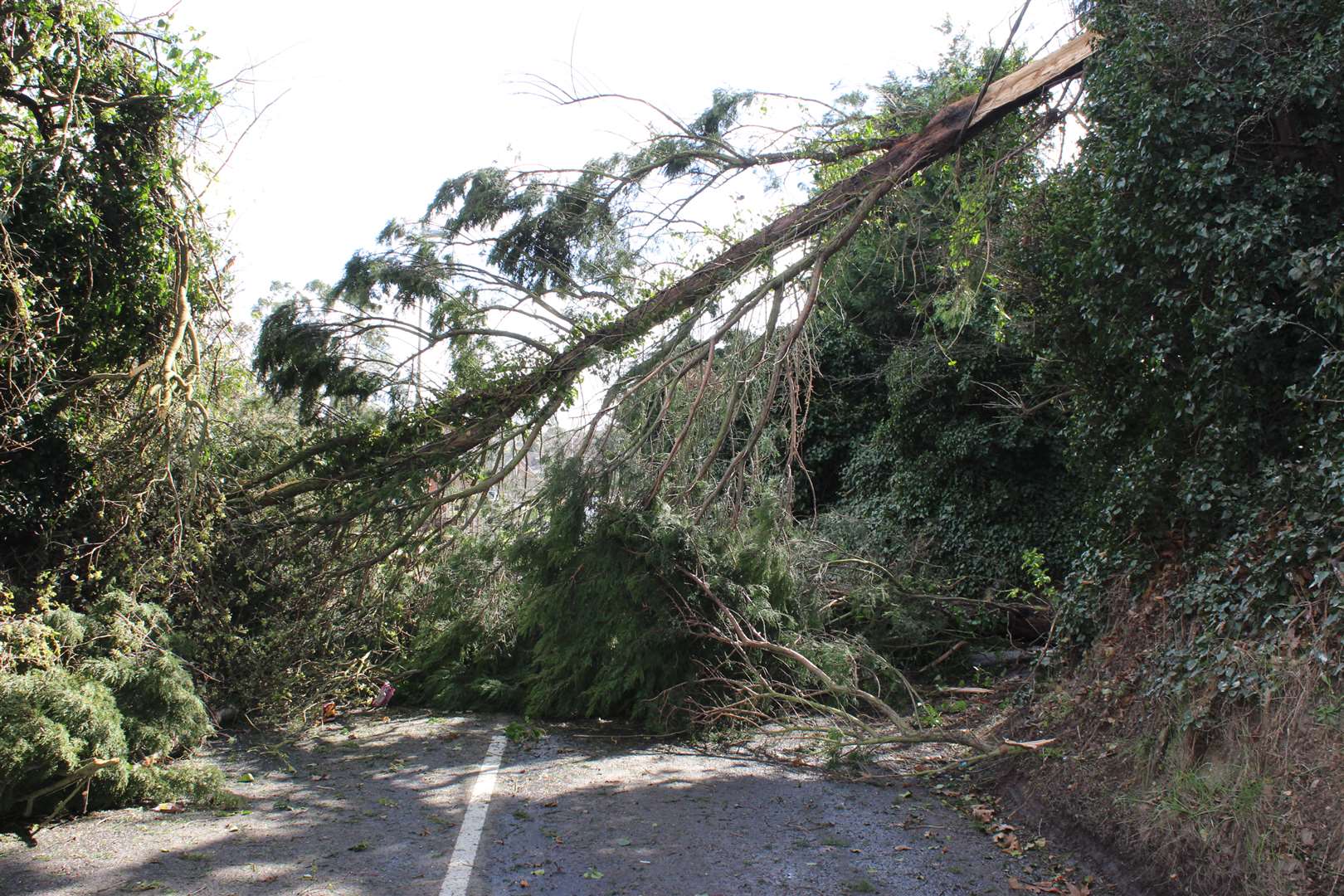 A fallen tree. Stock image