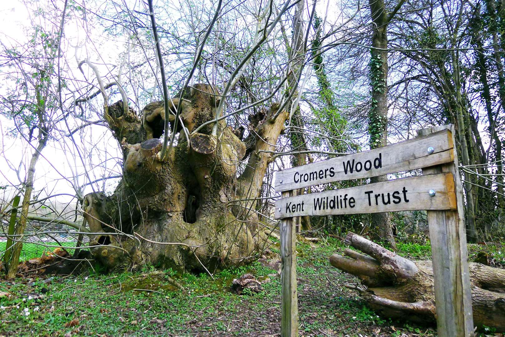 The dog ate the rat poison, which was thought to be in a sausage roll, at Cromer's Woods in Sittingbourne