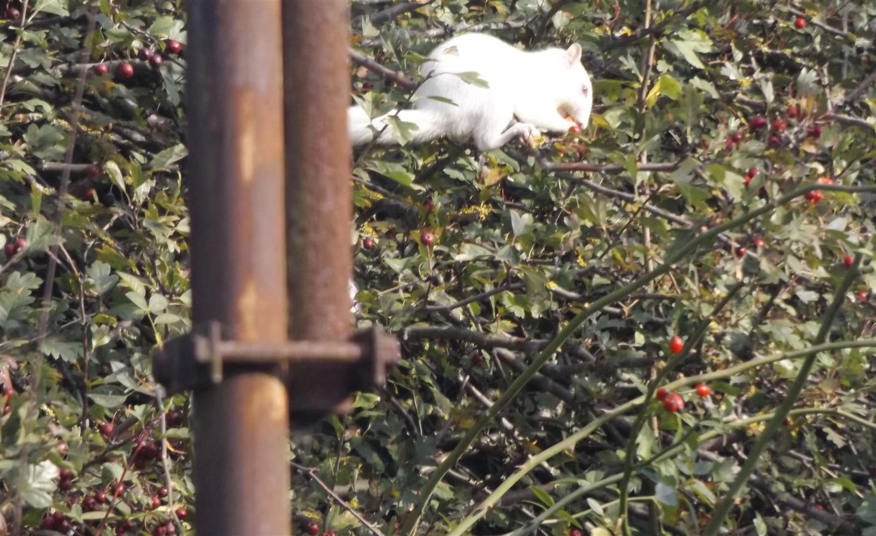 The white squirrel has made a Swanscombe garden its new home