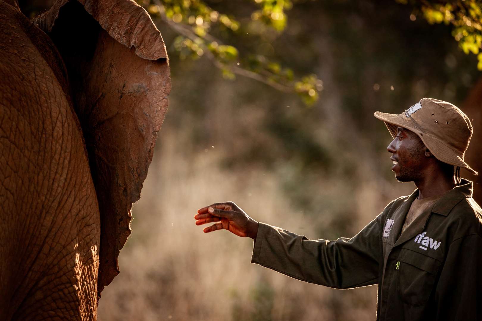 In the Panda Masuie Forest Reserve, elephants are still being cared for (IFAW/Lesanne Dunlop/PA)