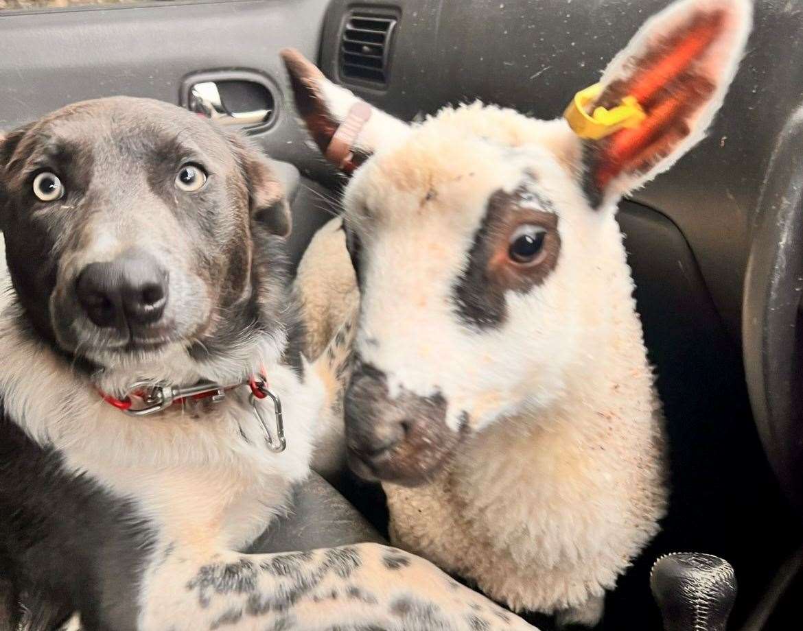 Robin Bates’s sheepdog Bryn next to one of his lambs