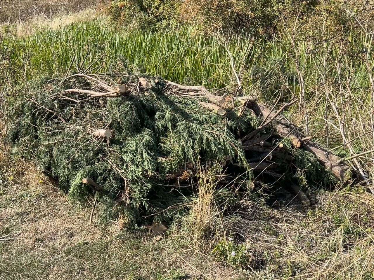 Tree cuttings left behind on Scrapsgate playing fields