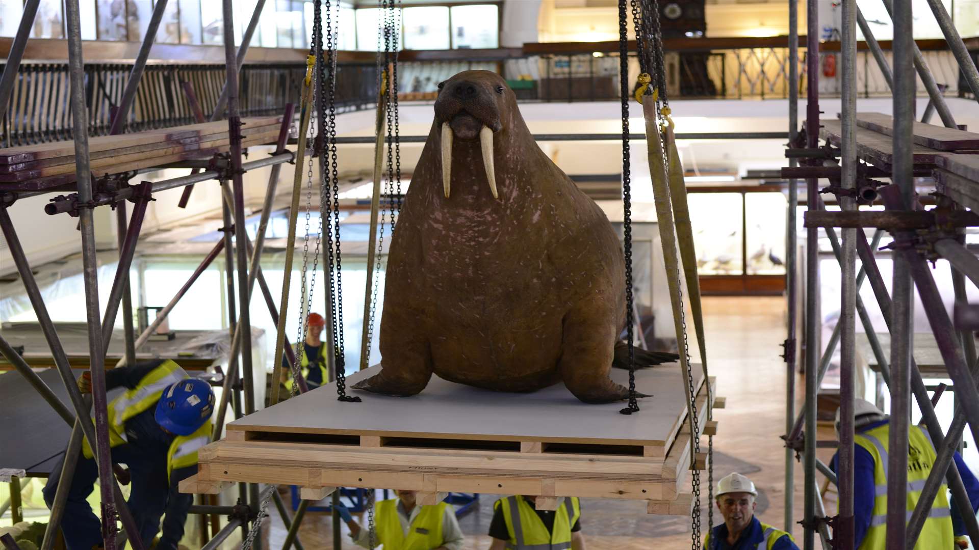 Walrus arrives from Horniman museum in London at Margate's Turner ...