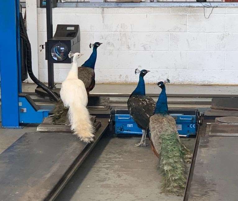 Blanche, Gulliver, Prince and Victor exploring the car garage