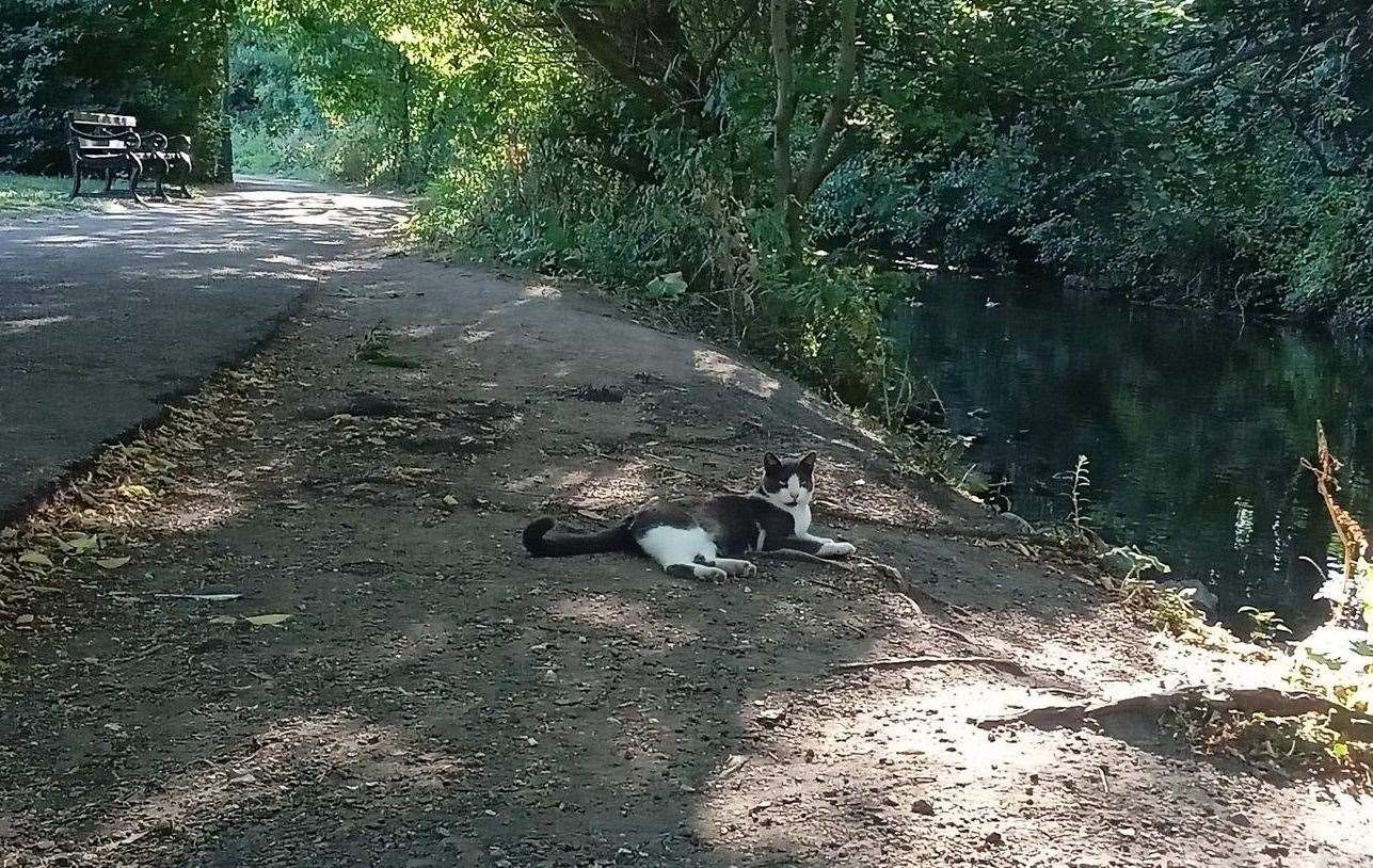 Griffin on his patch between Sainsbury's and the river. Picture: Rachel Craft