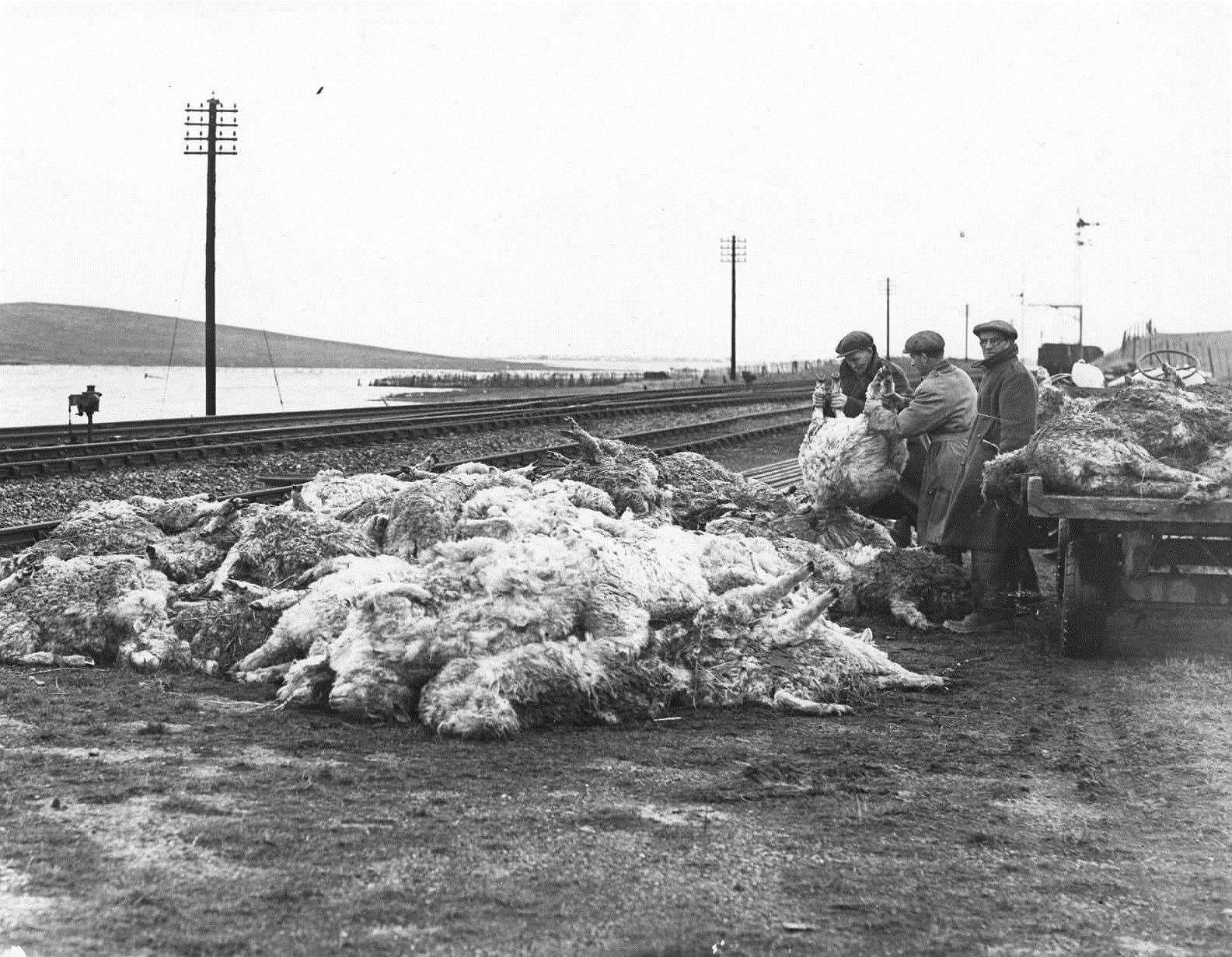 These sheep carcasses were recovered from the flooded marshland at Graveney