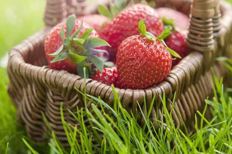 Driscoll strawberry grown by Berry Gardens' growers