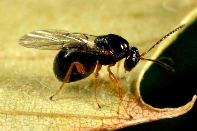 Oriental chestnut gall wasp. Pic by Forestry Images