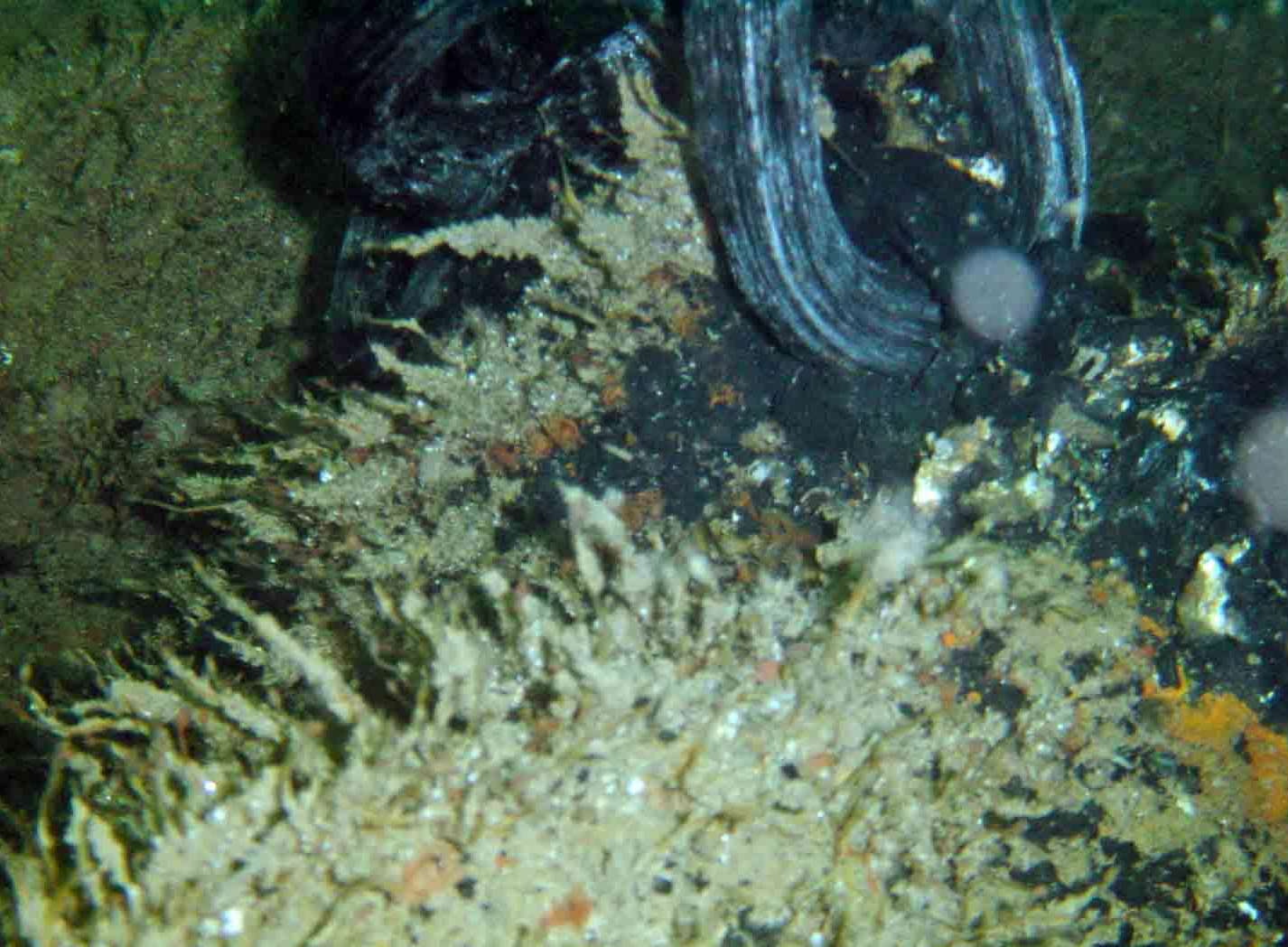 Recovery of the anchor from the hospital ship HMHS Anglia off Dover