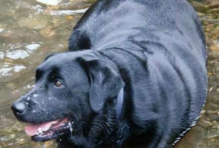 LARGER THAN LIFE: At his heaviest, Pepper weighed well over 9st.