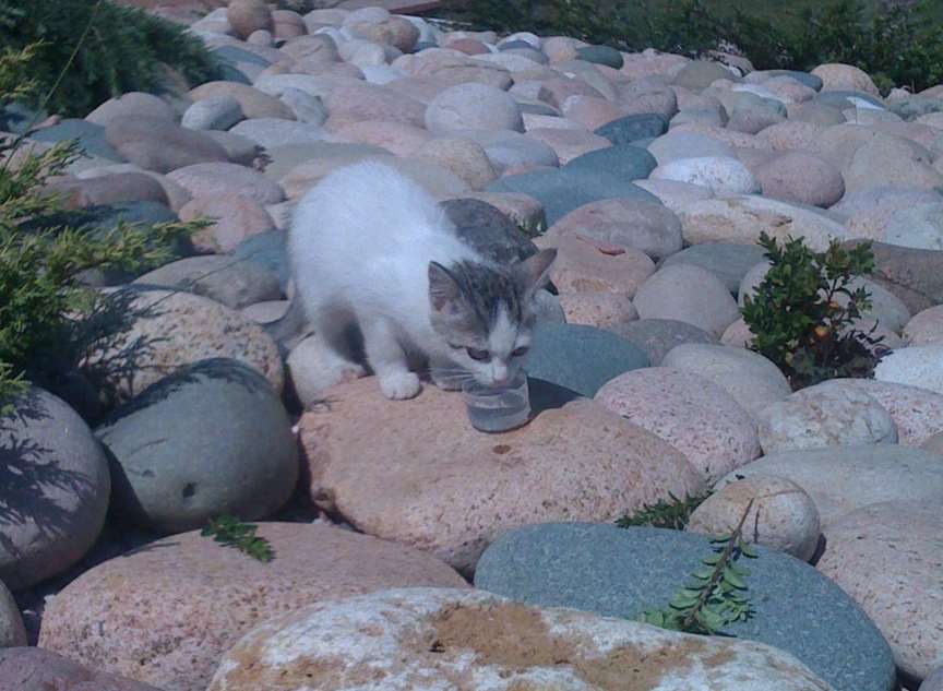 Mistreated kitten Smidge was rescued from Greece by holidaymaker Anthony Hufton