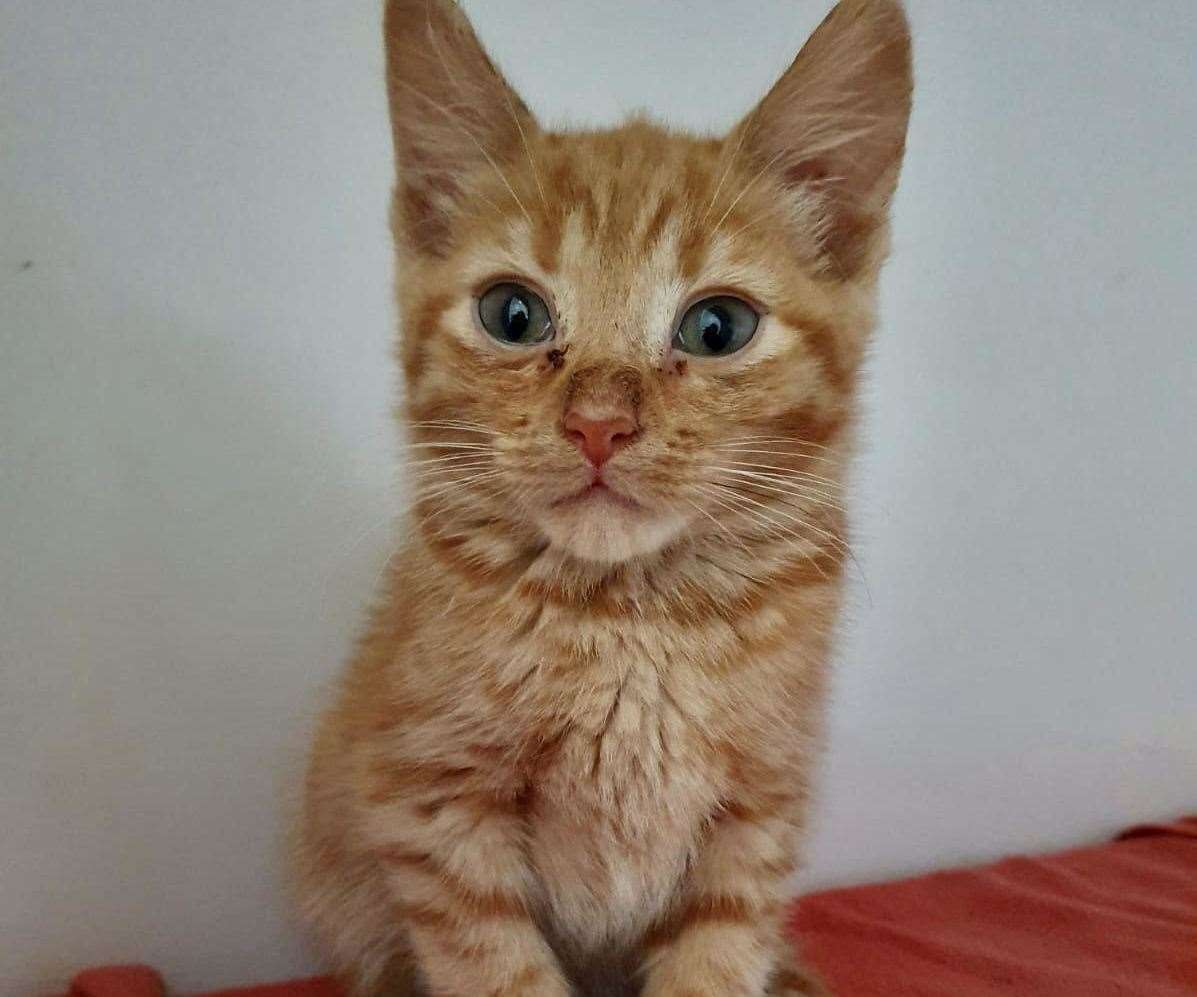 The kittens have been named Chase, Marshal, Rubble and Rocky and are not available for rehoming just yet. Picture: RSPCA Canterbury