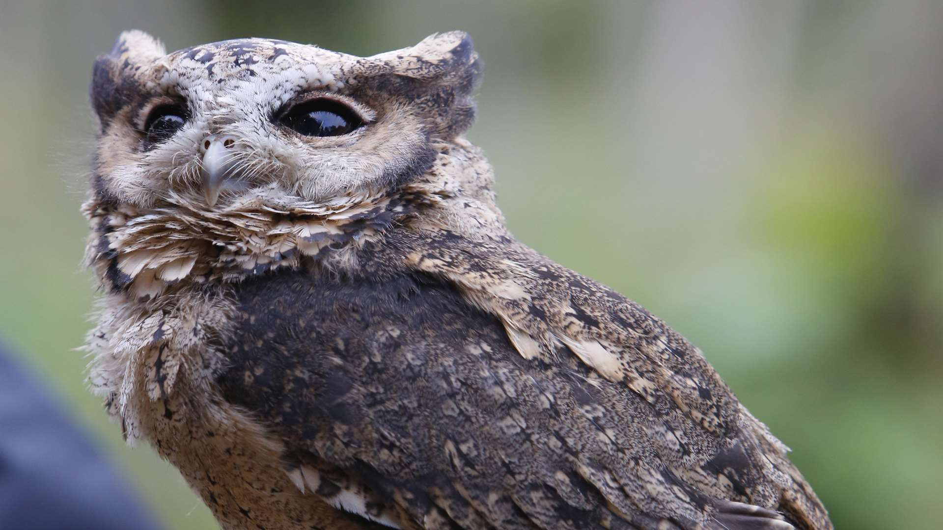 Ted the Indian scops owl now living at Kent Life in Maidstone