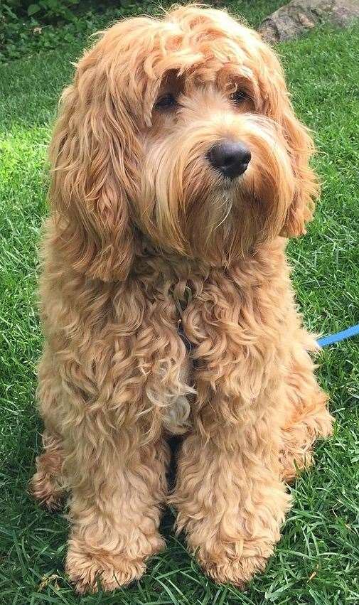 A cockapoo. Stock picture: Wikimedia Commons/Luke Truicko