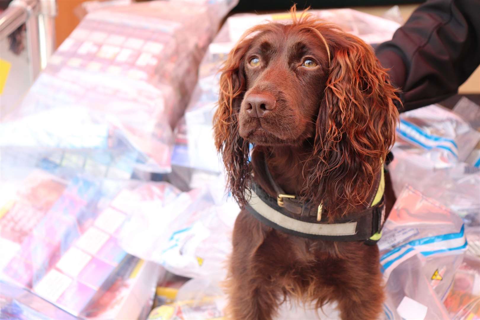 Yoyo sits proudly on the the illegal cigarettes and tobacco find