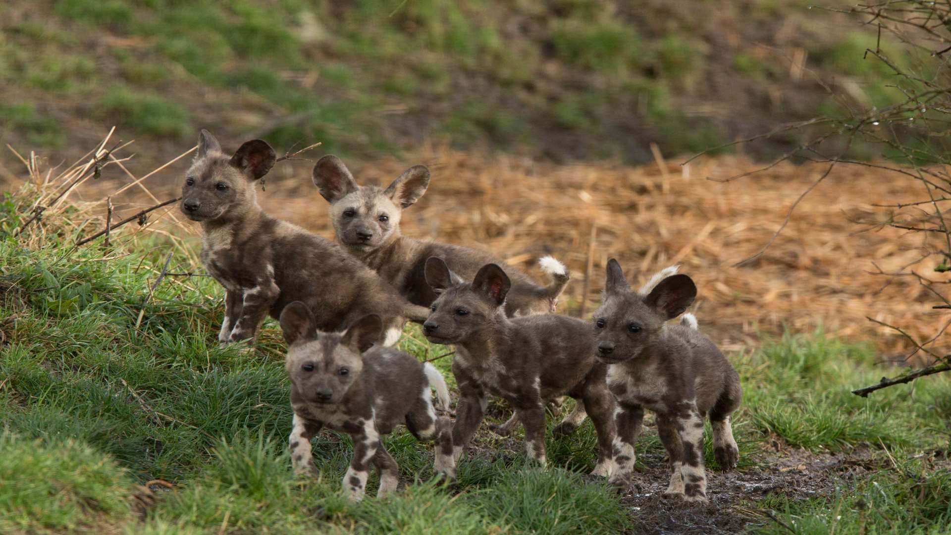 African Painted Puppies at Port Lympne Reserve