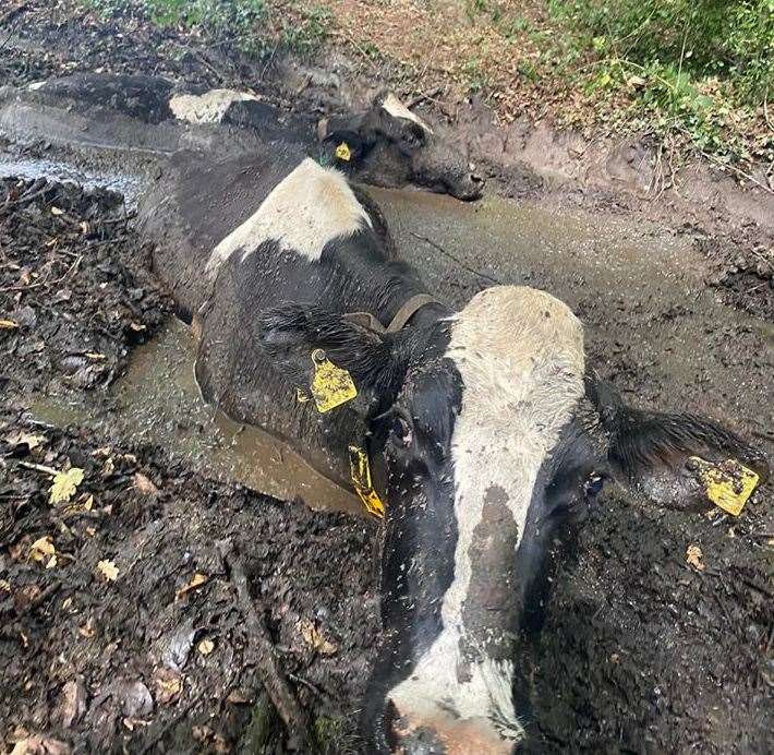 Kent Fire and Rescue Service were called to rescue a herd of cows stuck in mud near Tunbridge Wells. Picture: KFRS