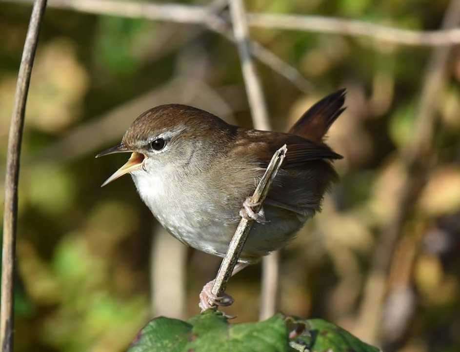 Campaigners are concerned about breeding birds on land earmarked for development at Princes Parade in Hythe. Picture: Nigel Webster