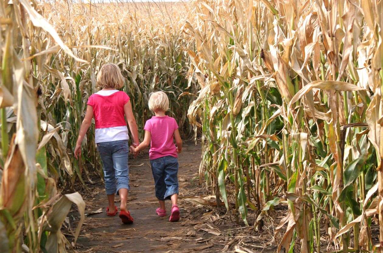 Maize mazes are coming to a close for the year