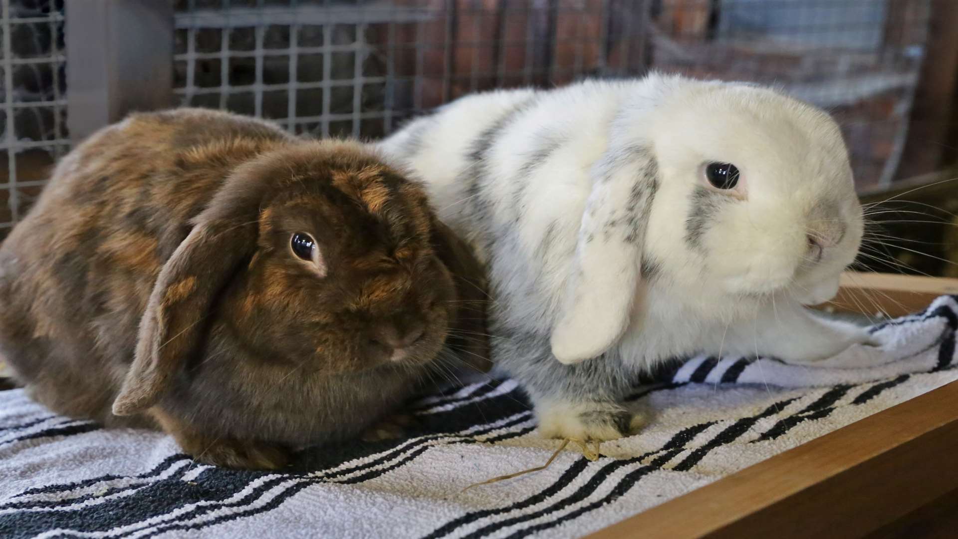 Blossom and Teddy need a new home.