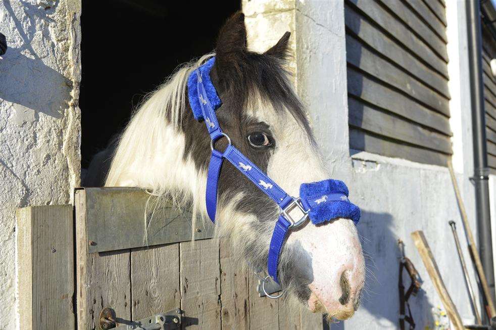 Poppet the foal.