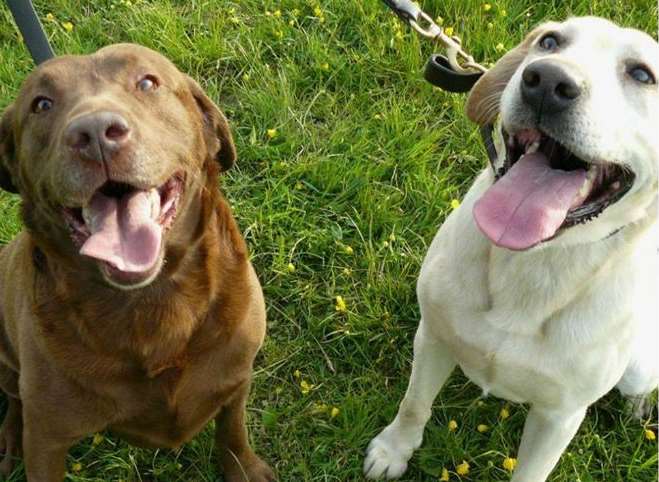 Bob and Buster, the crime fighting canines