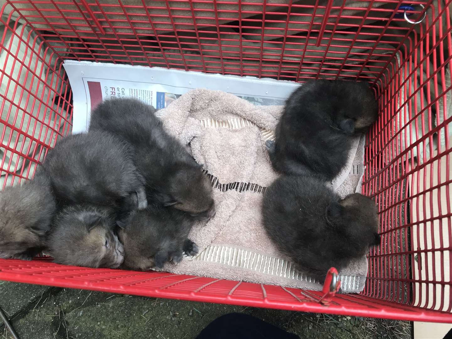 All six cubs were reunited with their mum. Picture: RSPCA