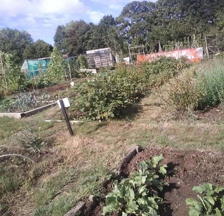 Danny McKenna's allotment. Picture: Danny McKenna