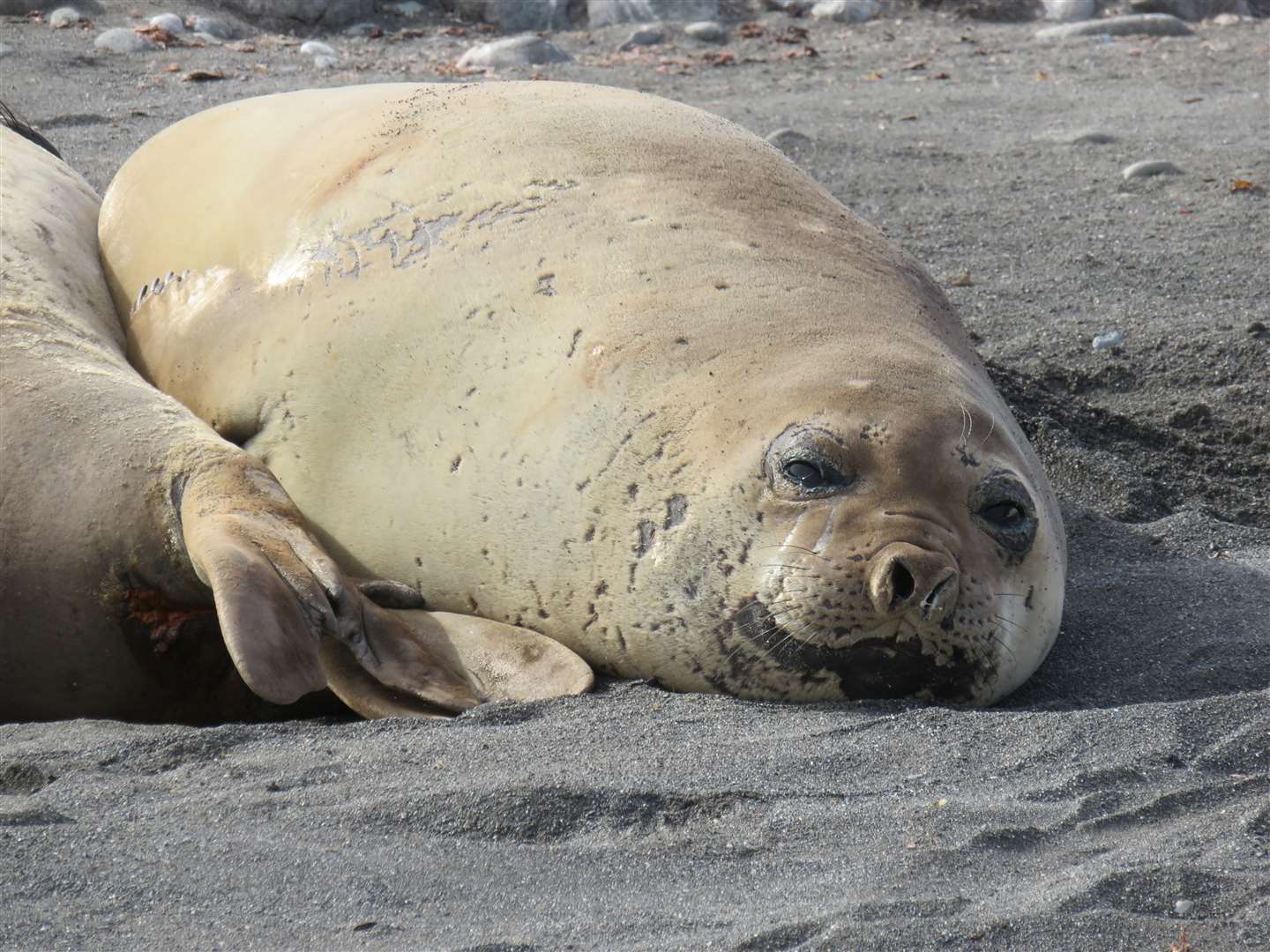 A seal enjoying the onset of the Antarctic summer