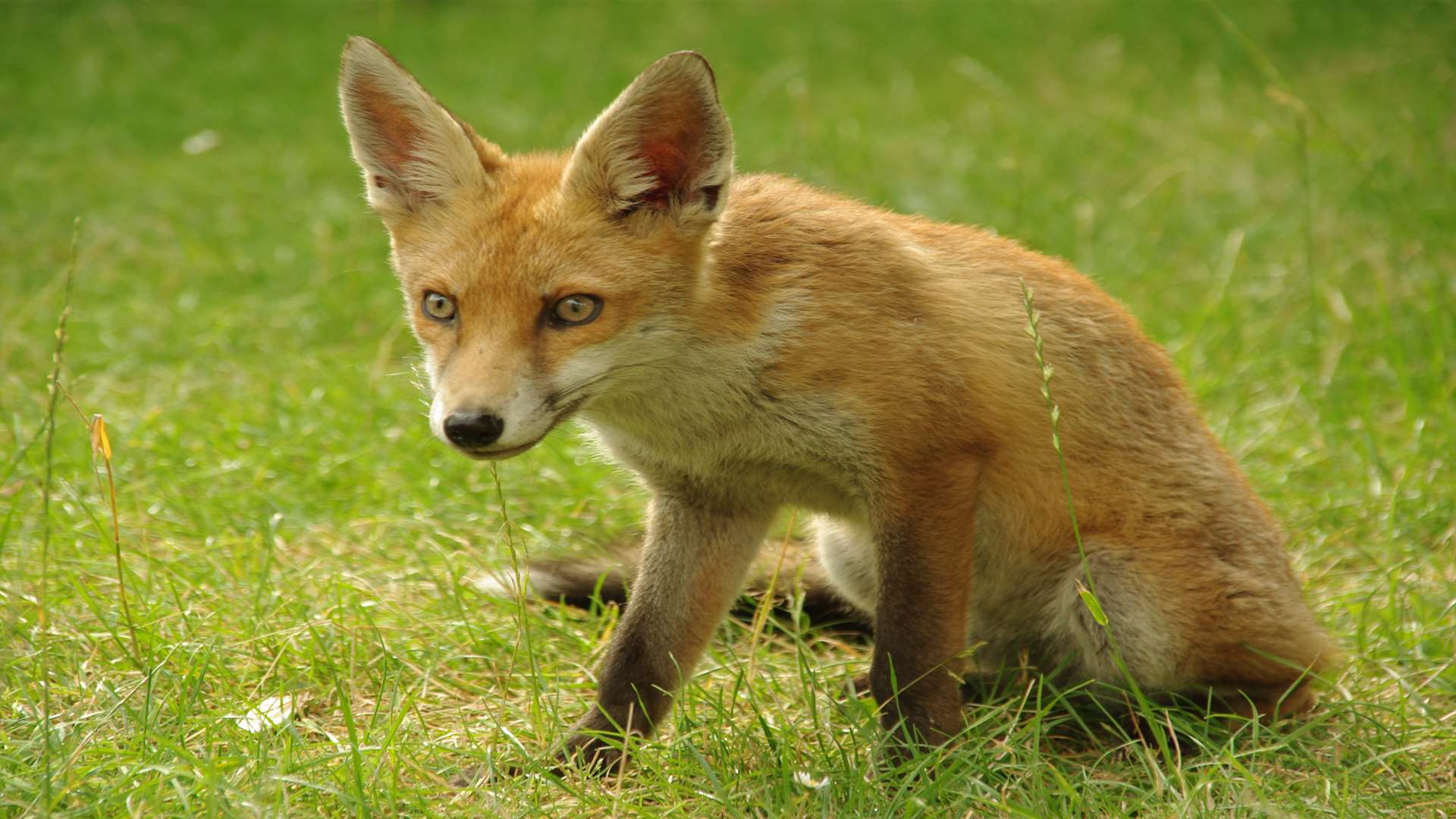 The trouble happened at a fox hunt. Stock picture by Letitia Buckley (not taken at a hunt)