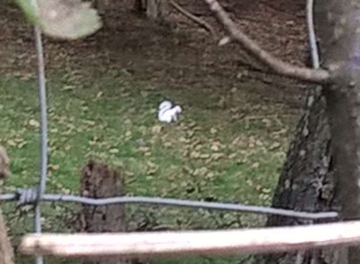 Spot the albino squirrel... Picture: Rupert Maddison-Roberts