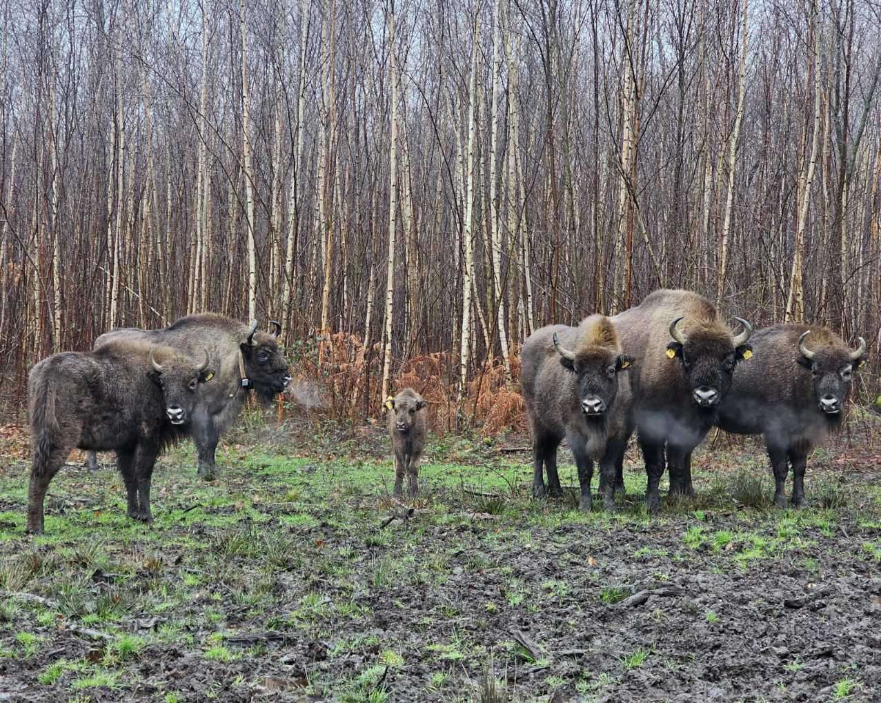 Wild bison in Kent woodland after being released in July 2022. Photo: Kent Wildlife Trust