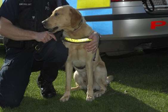 A drug sniffer dog "showed interest" in a section of Austen's room. Stock picture