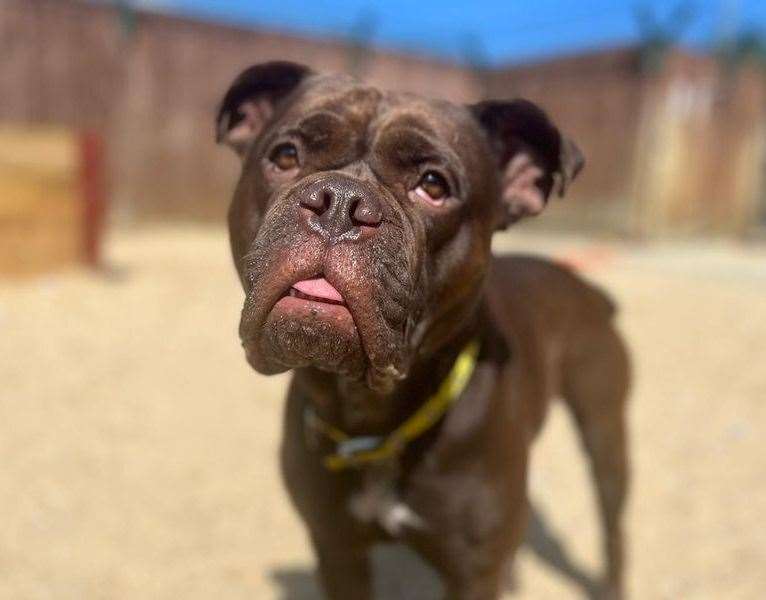 Bex, an American Bulldog. Pic: Dogs Trust