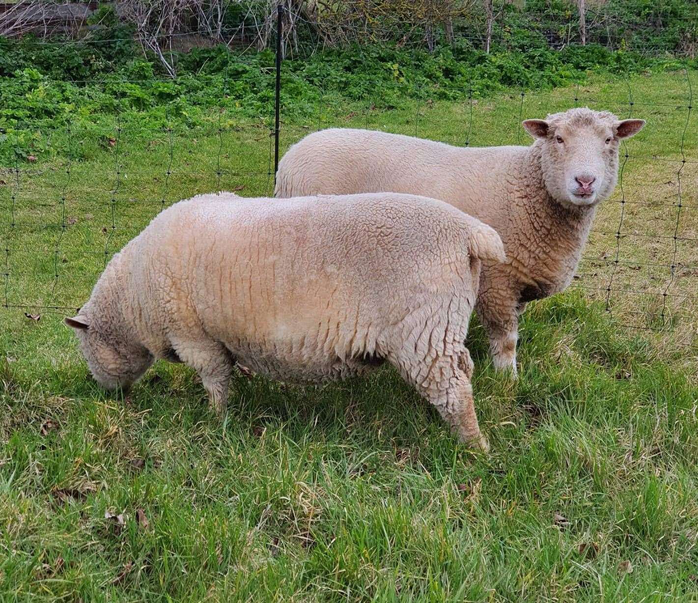 Siblings Shaun and Sheila were chased after a dog got into their enclosure. Picture: Leon Harris