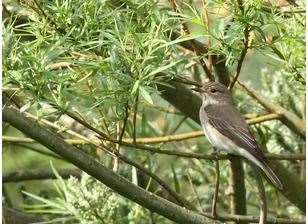 Ian Hodgson captured this image of a spotted flycatcher at Sandwich Bay Bird Observatory