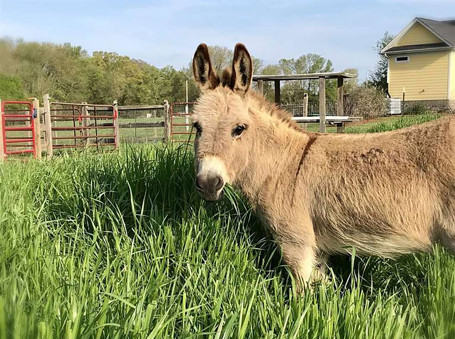 Mambo, an eight-year-old miniature donkey, is being rented out to make surprise appearances in virtual meetings (Peace N Peas Farm via AP)